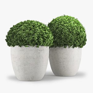 Bush