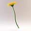 Gerbera 1