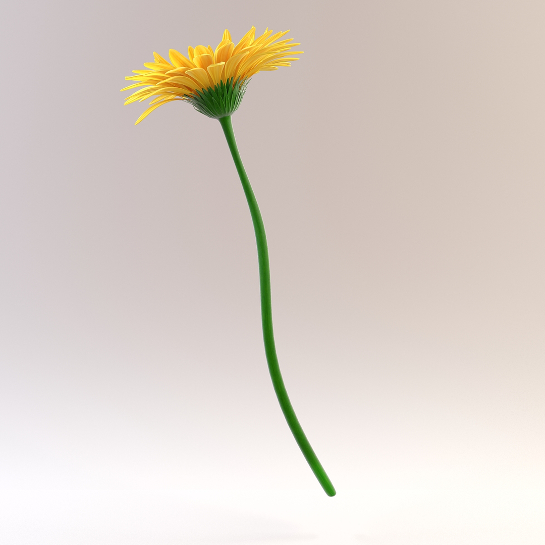 3d flower gerbera model https://p.turbosquid.com/ts-thumb/NC/k3F9iG/5BDjp2P2/gerbera/jpg/1330973108/1920x1080/turn_fit_q99/c7564f9ba9914b046026d45276cb72c38b174754/gerbera-1.jpg