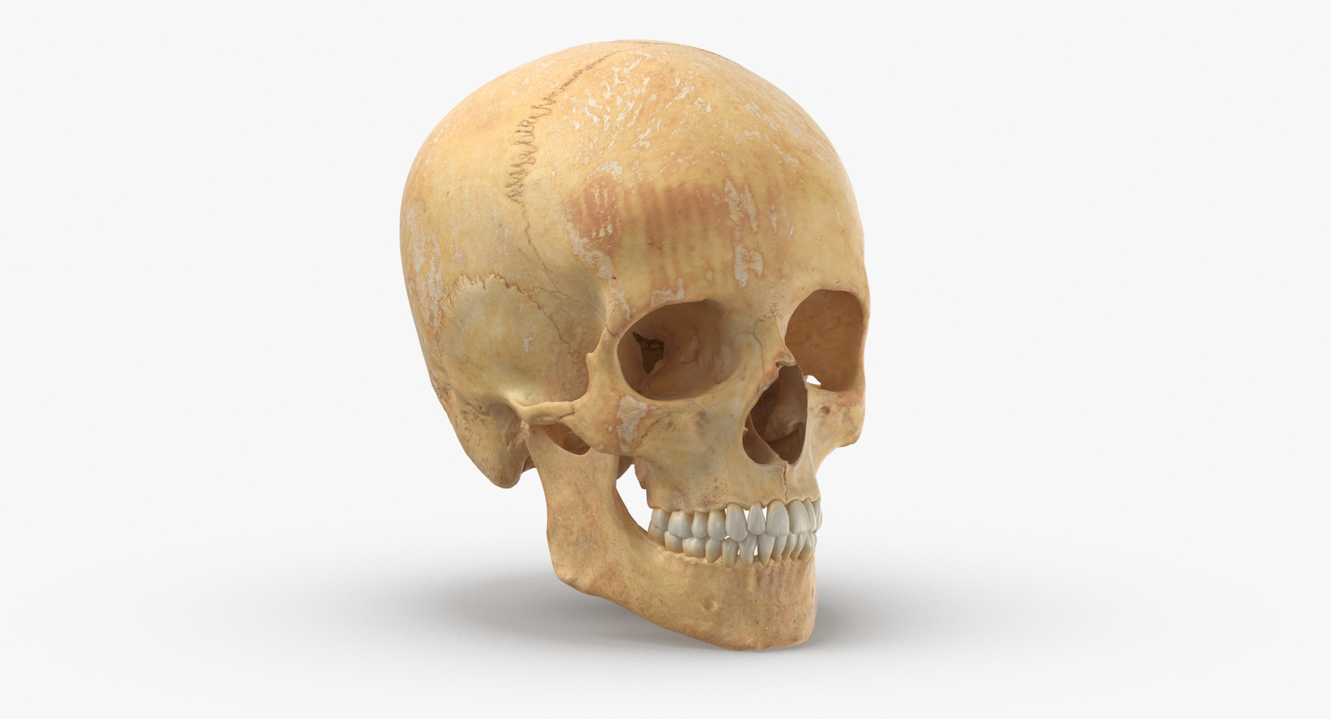 human teeth skull