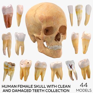 3D Human Female Skull with Teeth Collection - 44 models model