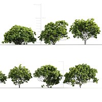 Ficus lyrata Fiddle-leaf fig