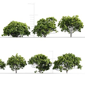 Ficus lyrata Fiddle-leaf fig