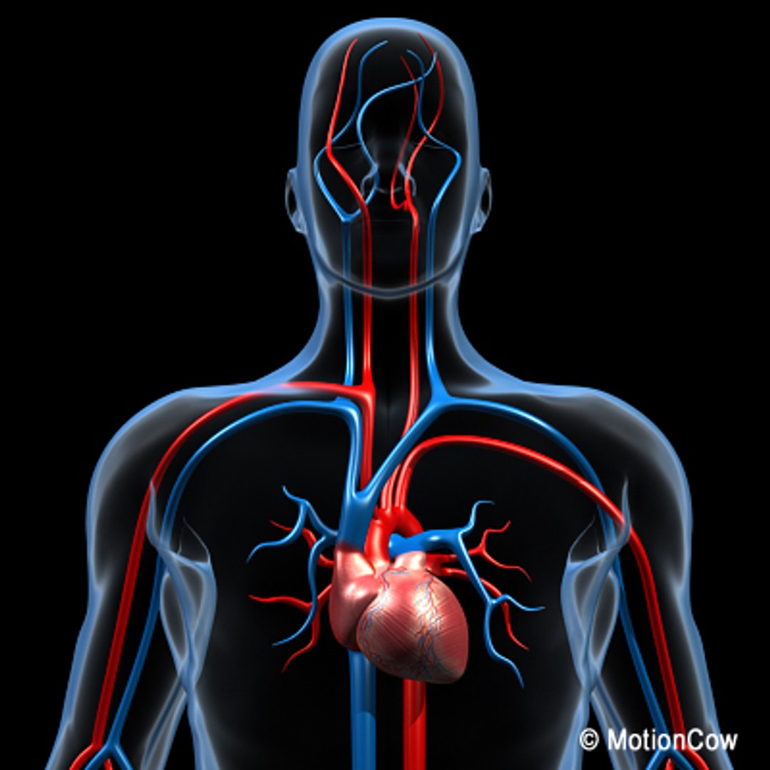 cardiovascular human organ 3d model https://p.turbosquid.com/ts-thumb/NC/xHeHvF/1Qh3YA2v/cardiovascular_c/jpg/1279618464/1920x1080/fit_q87/45d2fc1c900027f38eccb69ff033074f7dac7ab1/cardiovascular_c.jpg