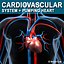 Human Cardiovascular System
