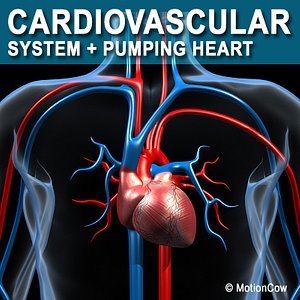 Human Cardiovascular System