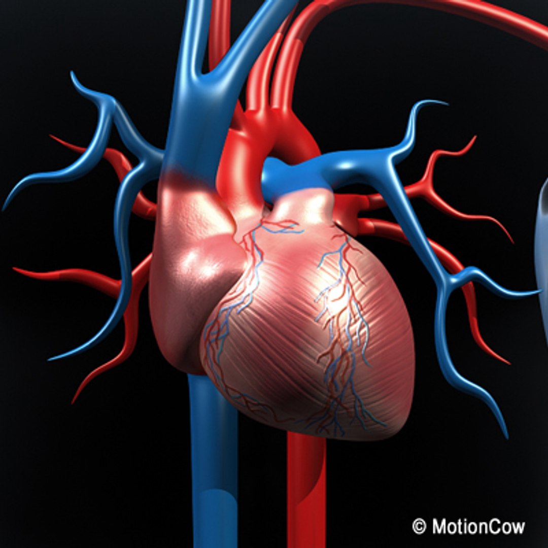 Cardiovascular Human Organ 3d Model