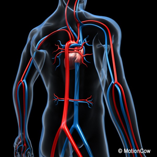 cardiovascular human organ 3d model