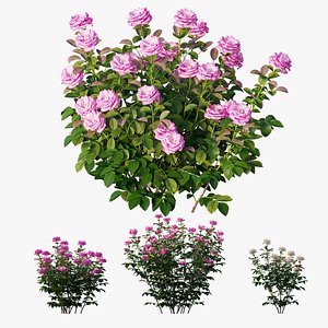 3D rose plant set 23