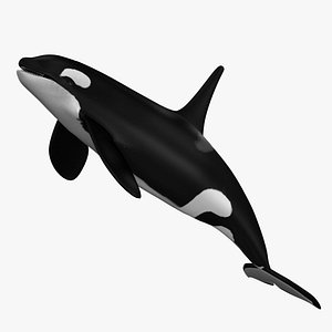 Orca