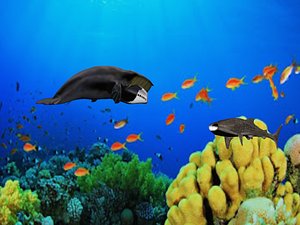 bowhead whale shark 3D model