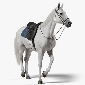 Horse White Saddled