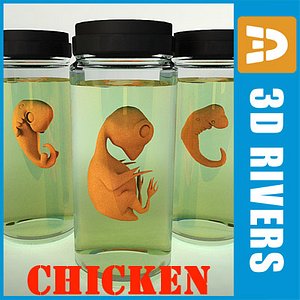 3d chicken embryo model