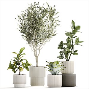 3D Set of beautiful small potted plants Olive Croton Ficus tree 1434