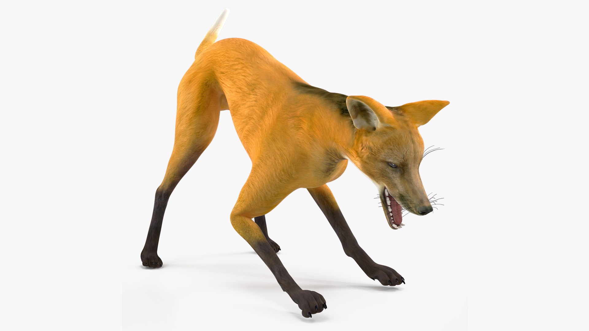 Chrysocyon Eating 3D model preview