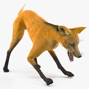 Chrysocyon Eating