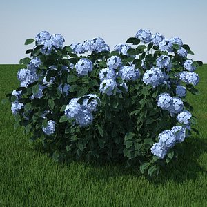 hydrangea serrata