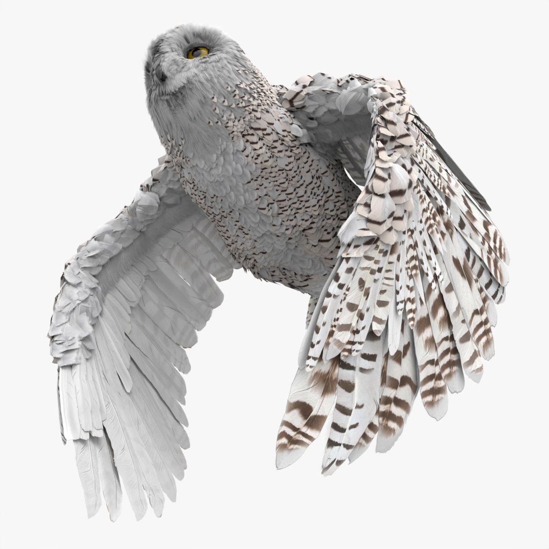 Wild Snowy Owl Flying Animated Rigged For Blender 3D model preview