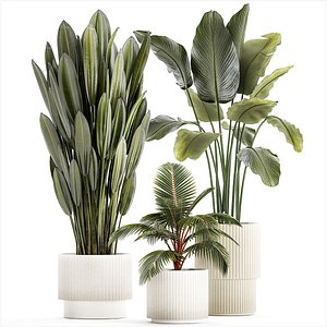 Small Potted Plants Strelitzia Banana Coconut Palm 1449 3D