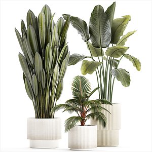 Small Potted Plants Strelitzia Banana Coconut Palm 1449