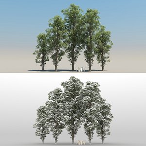 summer eucalyptus tree 3D model