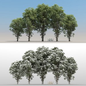 summer eucalyptus tree 3D model