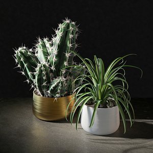 cactus plant pot 3D