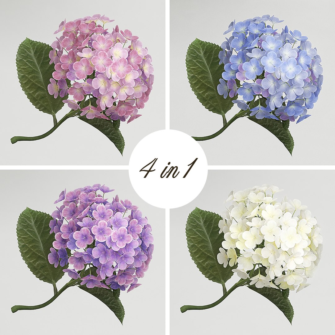bouquet hydrangeas roses vase 3D model https://p.turbosquid.com/ts-thumb/ND/xZuwiK/fhPlxw4H/8/jpg/1528891187/1920x1080/fit_q87/8be6596a6d88875d10c09d0d2b41fe923c60eebb/8.jpg