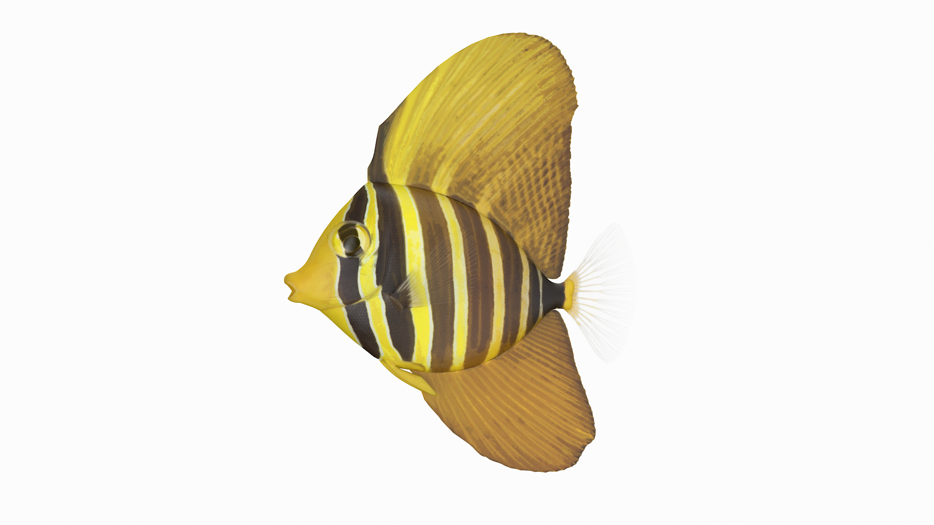 Sailfin Tang 3D Model - TurboSquid 1463911