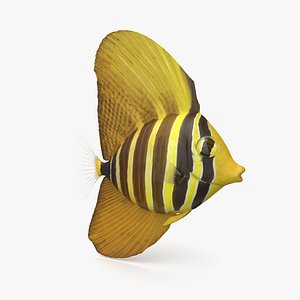 Sailfin Tang 2