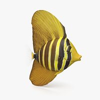 Sailfin Tang 2