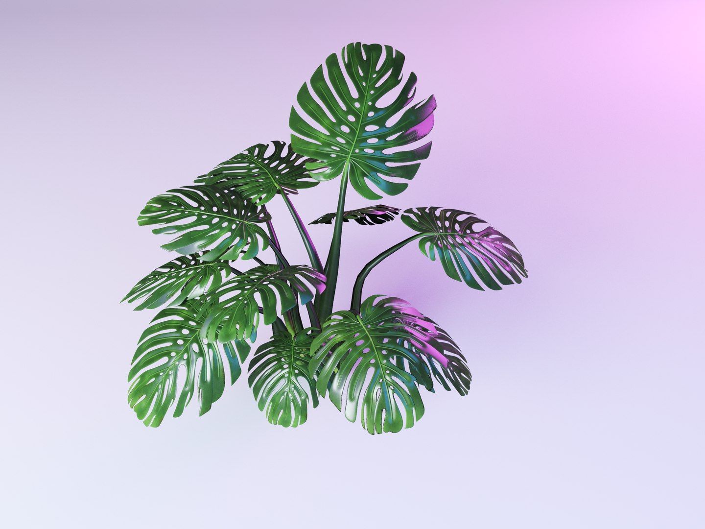 deliciosa monstera 3D model https://p.turbosquid.com/ts-thumb/NE/JC5OYG/Ooc4R814/monsteradeliciosa_001/jpg/1551535257/1920x1080/fit_q87/be4dcc209cfdd5132dc9260e7e56883299f95e53/monsteradeliciosa_001.jpg