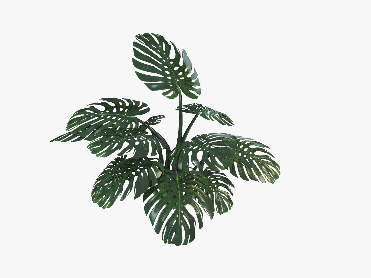 deliciosa monstera 3D model https://p.turbosquid.com/ts-thumb/NE/JC5OYG/VnO7SIo1/monsteradeliciosa_005/jpg/1551537522/1920x1080/fit_q87/aed206821e018c92aaca235232e53896dfebb297/monsteradeliciosa_005.jpg