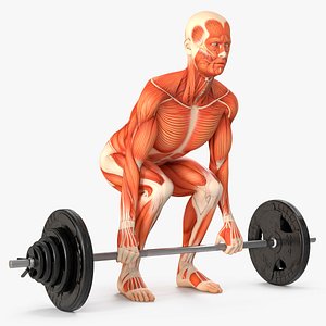 Anatomy Male Muscular System Deadlift Animated Rigged for Maya
