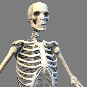 Lowpoly Skeleton (anatomy)