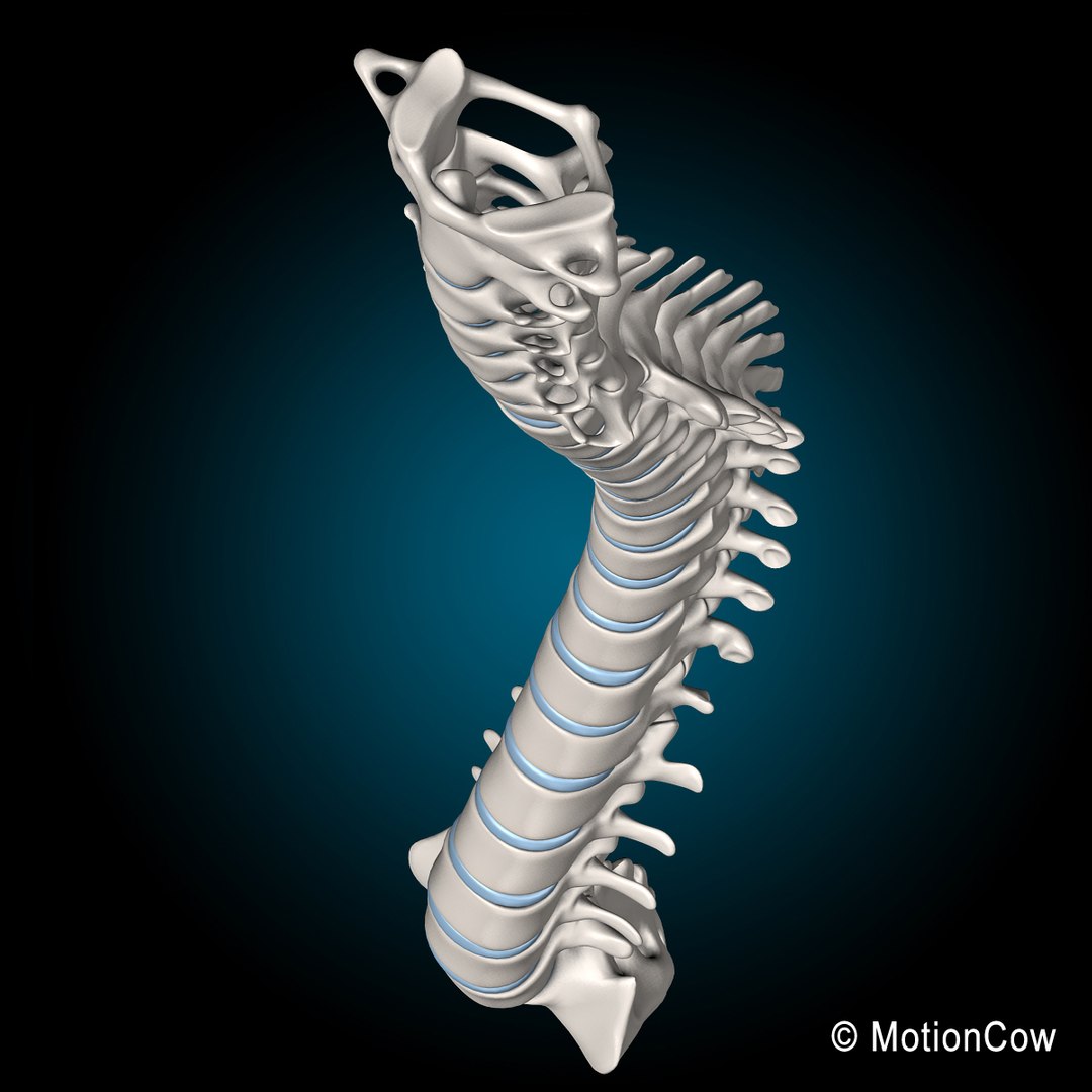 human spine 3d xsi https://p.turbosquid.com/ts-thumb/NE/VeQ5SQ/KEaUisT5/spine_s/jpg/1371434988/1920x1080/fit_q87/8dda1bb6ddca95d9fe1c6b11ff1ed183afaa888f/spine_s.jpg
