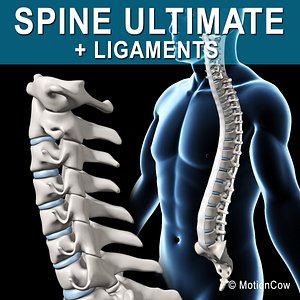 human spine 3d xsi