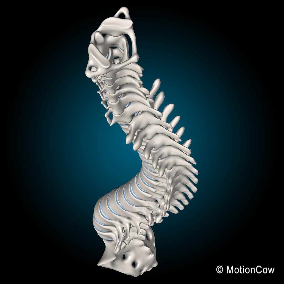 human spine 3d xsi https://p.turbosquid.com/ts-thumb/NE/VeQ5SQ/UCzAKOcQ/spine_t/jpg/1371434988/1920x1080/fit_q87/363e1fdaf811329327a9ea53c1ac38faa3c597ba/spine_t.jpg