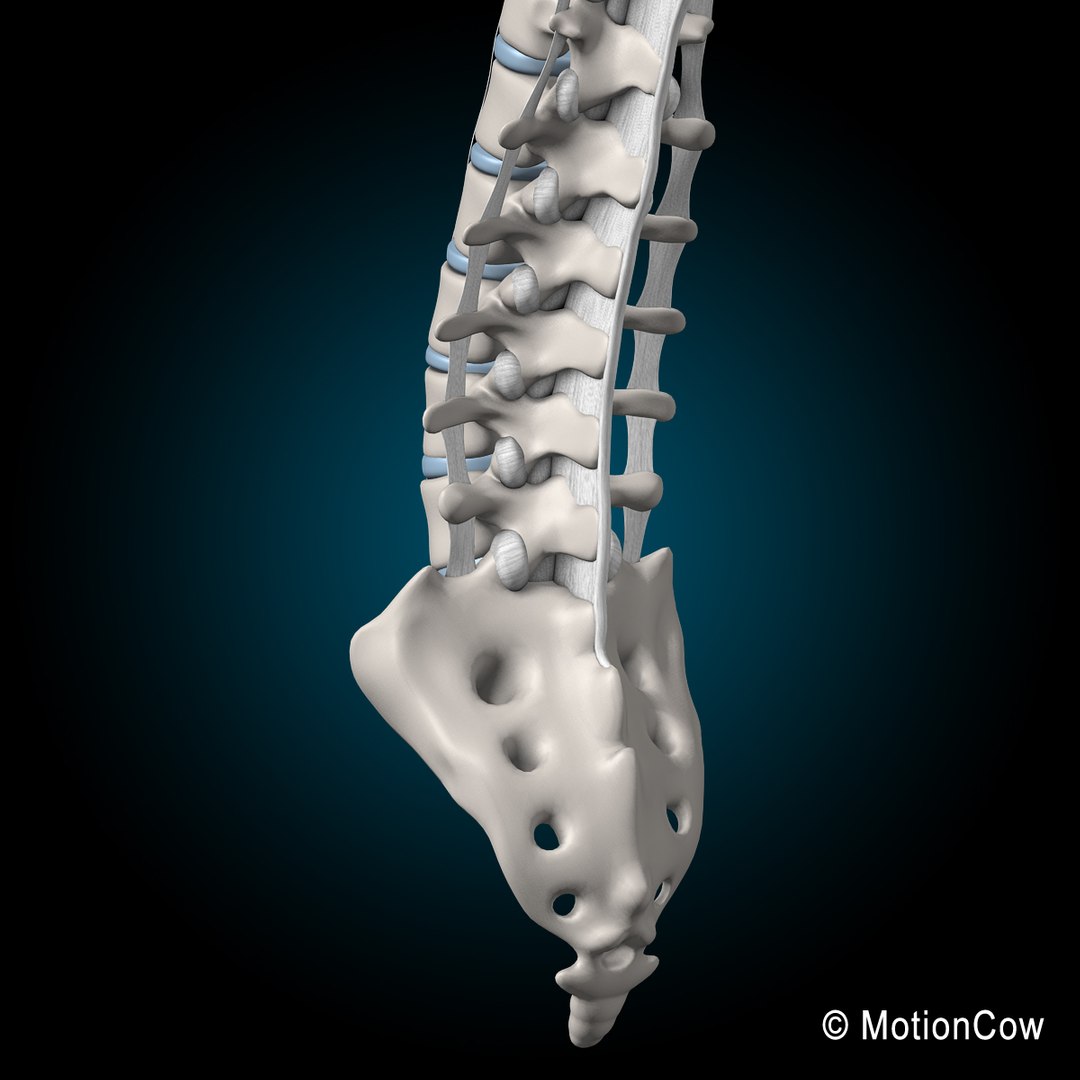 human spine 3d xsi https://p.turbosquid.com/ts-thumb/NE/VeQ5SQ/Xowx9ViS/spine_j/jpg/1371434987/1920x1080/fit_q87/f1d0fea4e4494ab453e953d23df5d5d635f1d5a4/spine_j.jpg
