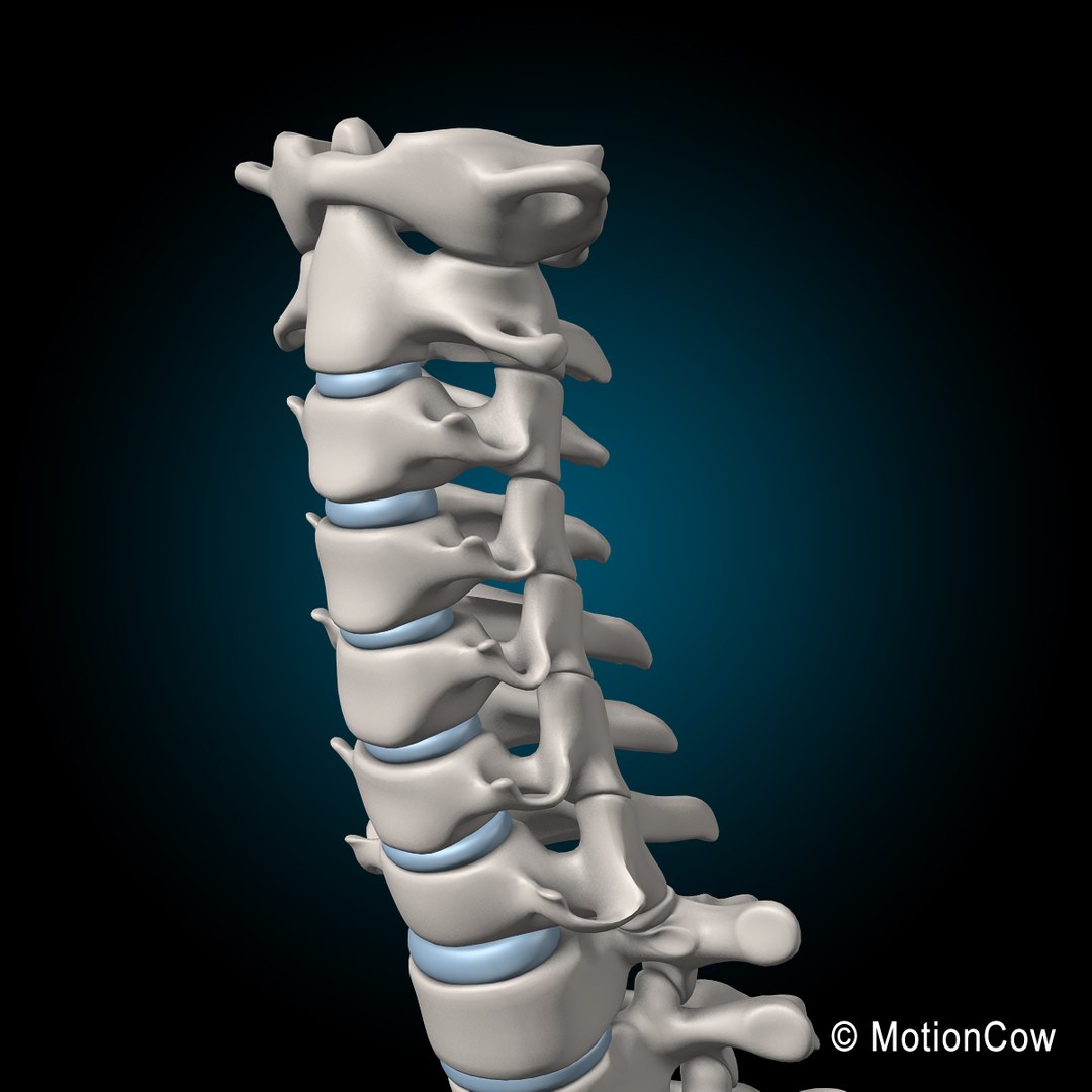human spine 3d xsi https://p.turbosquid.com/ts-thumb/NE/VeQ5SQ/owyGSjn7/spine_f/jpg/1371434987/1920x1080/fit_q87/97ef79ad1363d5006c35033238c1c2352d063339/spine_f.jpg