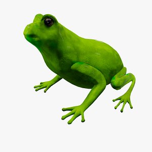3D frog animations model