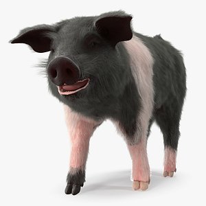 hampshire pig piglet walking 3D