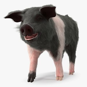 Hampshire Pig Piglet with Fur Walking Pose 3D Model