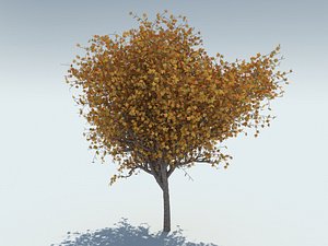 Tree maple
