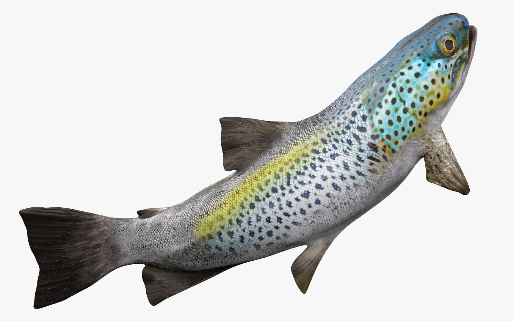 22,677 Trout Rod Images, Stock Photos, 3D objects, & Vectors