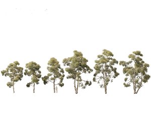 Eucalyptus globulus - Southern blue gum 3D model