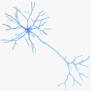 3D Multipolar Neuron