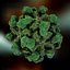 Hepatitis E Virus