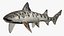 Leopard Shark 3D model