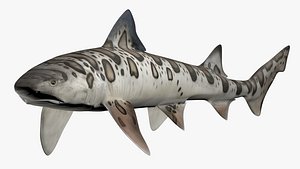 Leopard Shark